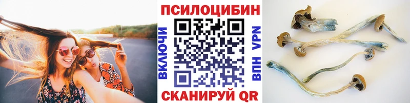Псилоцибиновые грибы Psilocybe Кущёвская